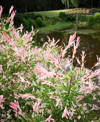 Nuostabūs gėlynai mūsų sodyboje